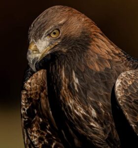 golden eagle