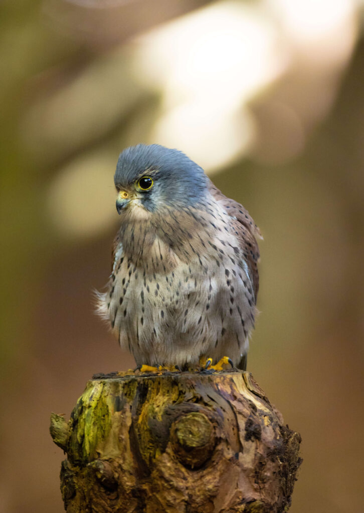 american kestrel american kestrel