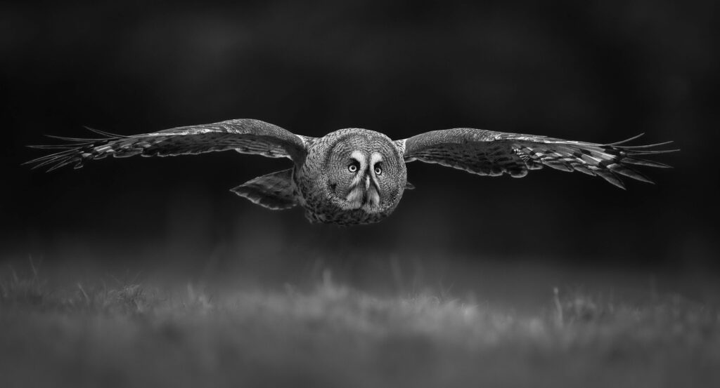 great grey owl great grey owl