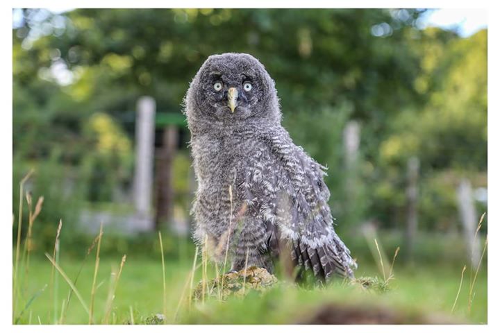 greatgrey greatgrey