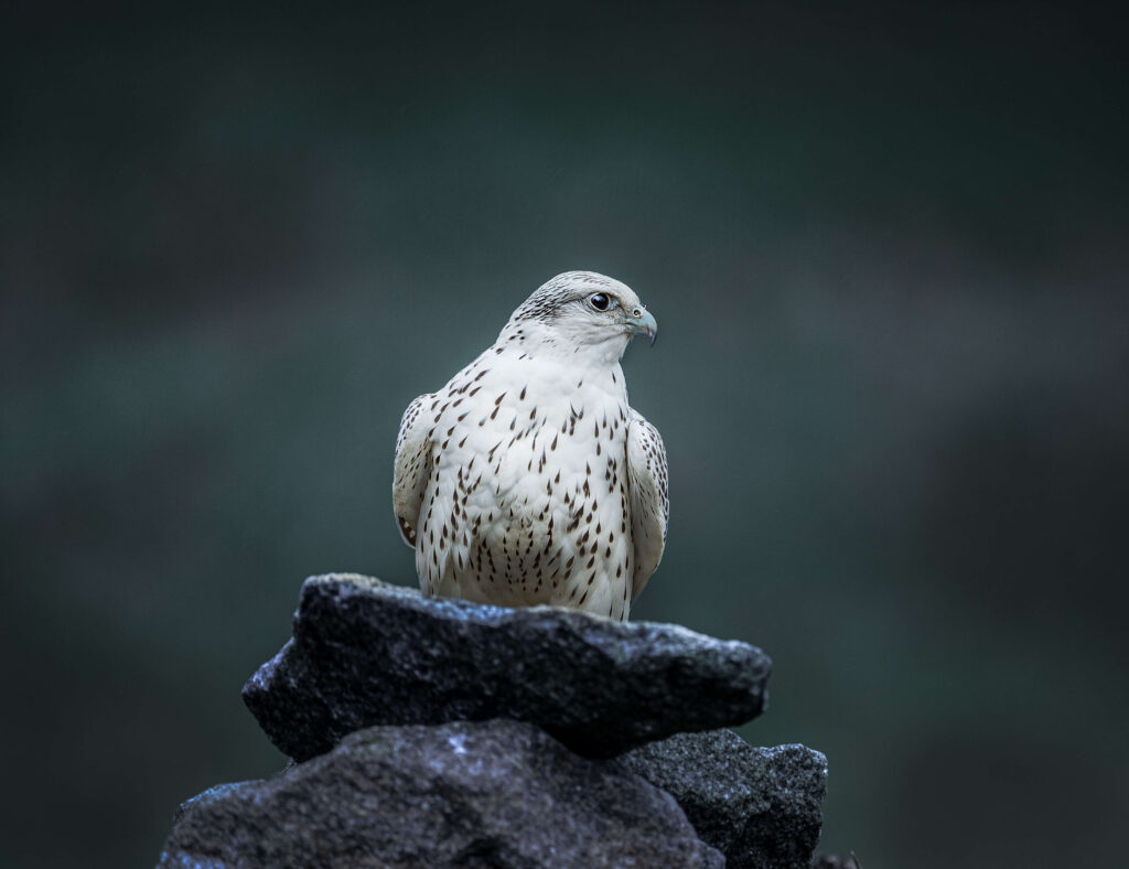 gyr falcon gyr falcon