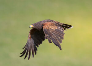 Home harris hawk
