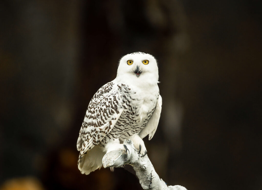 snowy owl snowy owl